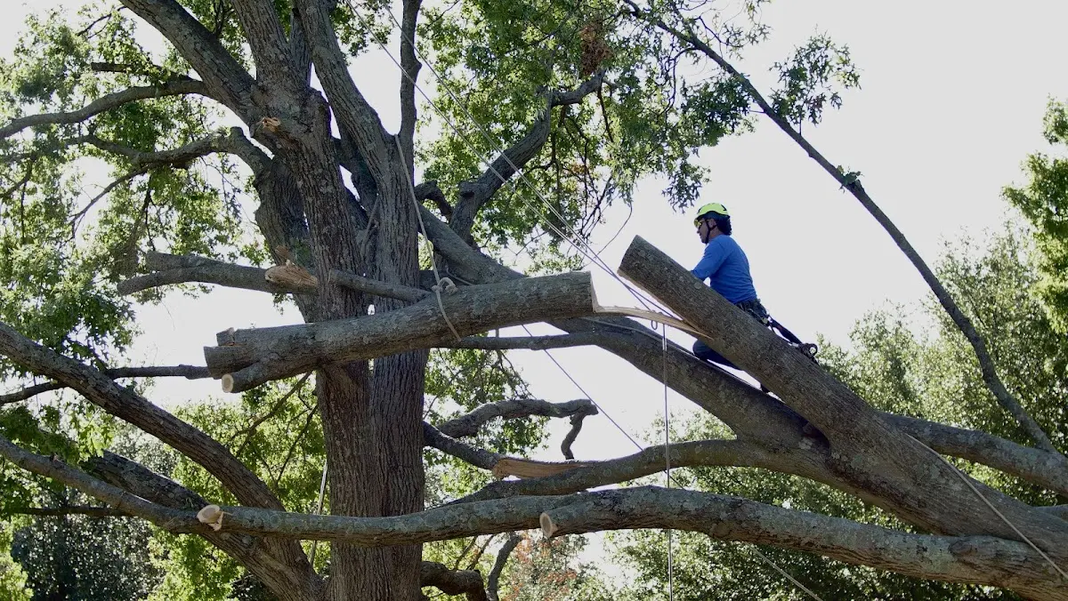 Professional Crown Thinning performed by certified arborists in Tennga