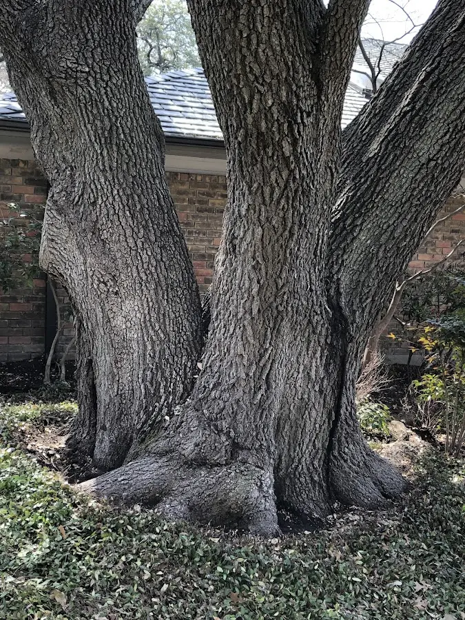 Mature heritage tree close to a Tennga property cared for by certified arborists